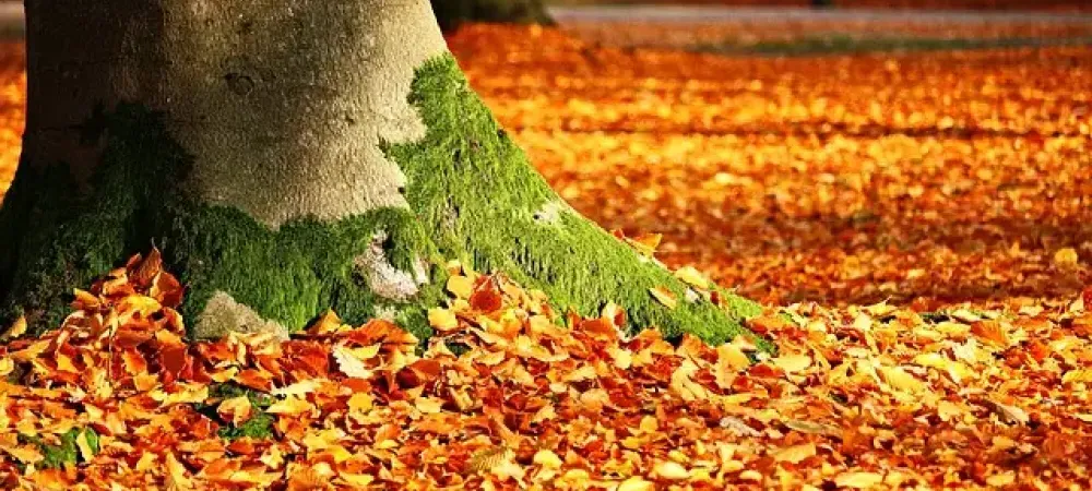 fall leaves covering lawn 