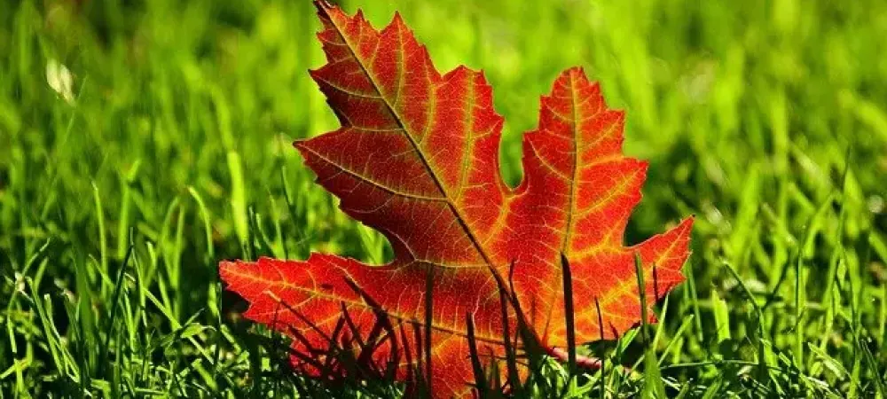 fall leaf on lawn 